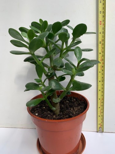 Money tree jade plant - plant,