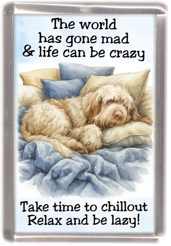 Italian spinone dog - italian,