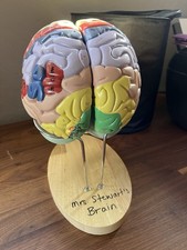 Geekidoc Human Brain model (numbered) With carrying case