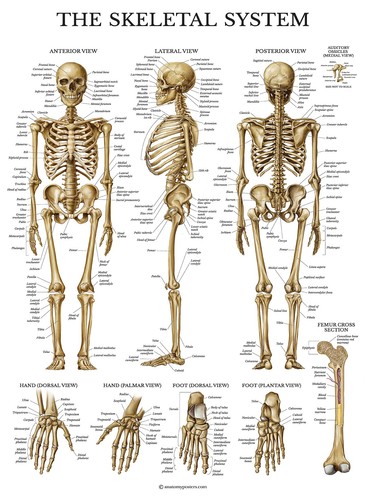 Skeletal system anatomical - system,