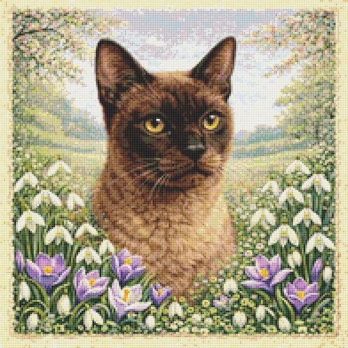 Burmese kitten cat spring - burmese, in