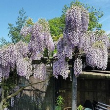 Suttons Wisteria Prolific