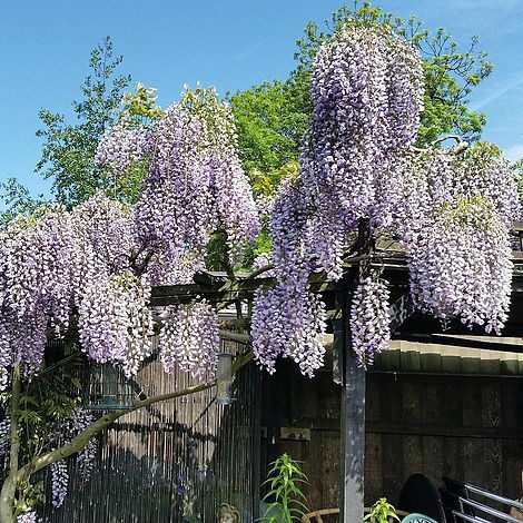 Suttons wisteria prolific - suttons,