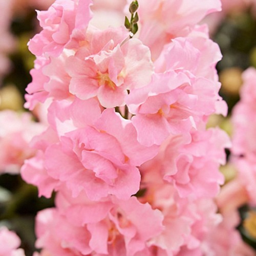 Pick mix snapdragon premium - &,