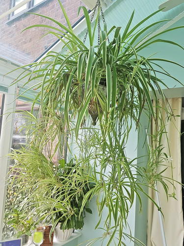 Well rooted air purifier - rooted,