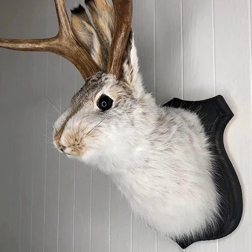 Wall mounted rabbit taxidermy - wall,