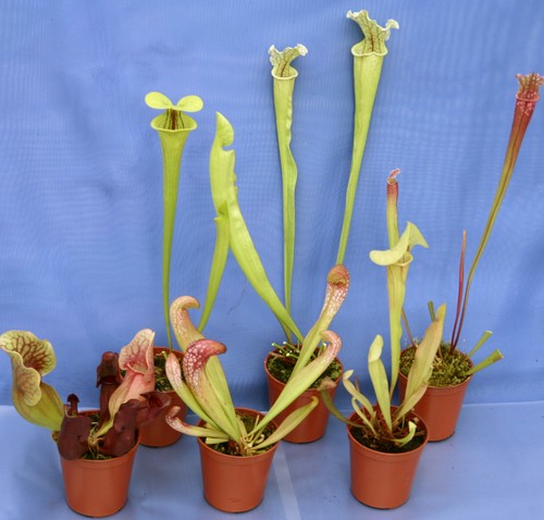 Collection sarracenia - 6,