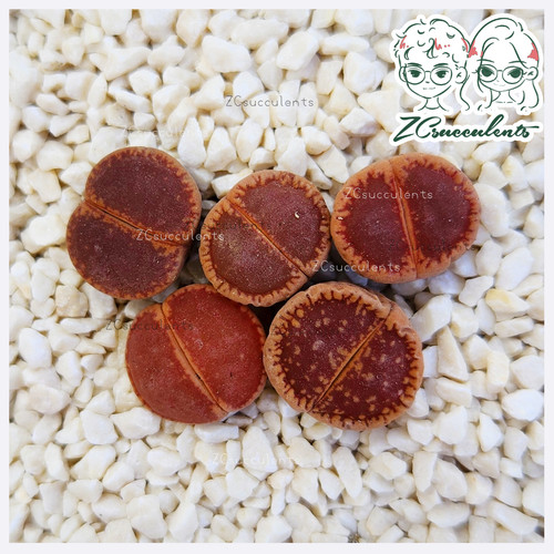 Lithops aucampiae red - lithops, ‘red