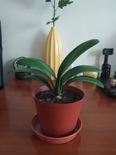 Clivia- A beautiful house plant in 13cm pot 3