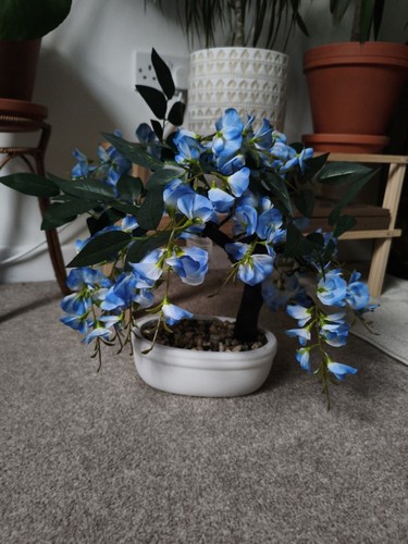 Wisteria bonsai tree blue - wisteria,