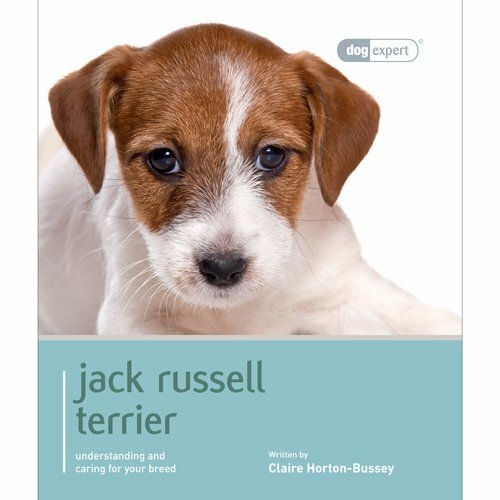 Jack russell terrier dog - russell,