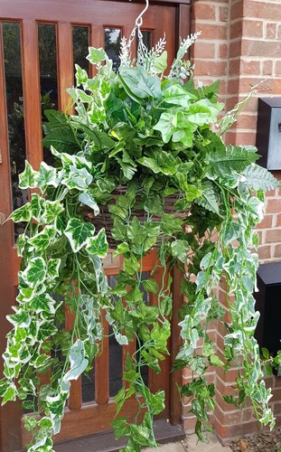 Ivy trailing hanging - ivy, basket