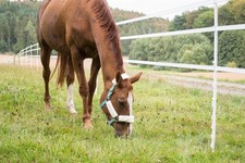 5FT ELECTRIC FENCE POLY POSTS