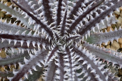 Dyckia brittle star - |, 17cm