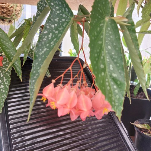 Begonia maculata wightii polka - maculata,