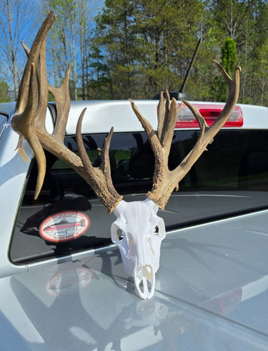 218 set whitetail - set, deer