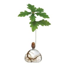 Acorn Vase Seed Holder Jar, Grow Your Own Oak Tree, Glass Vessel, Germination