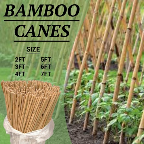 Premium bamboo canes - bamboo,