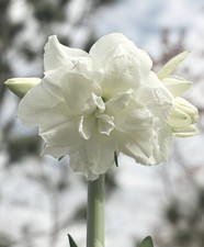 Amaryllis Hippeastrum White Double Large Blooms. 12 Cm Pot. 1-2 Flower Spikes 
