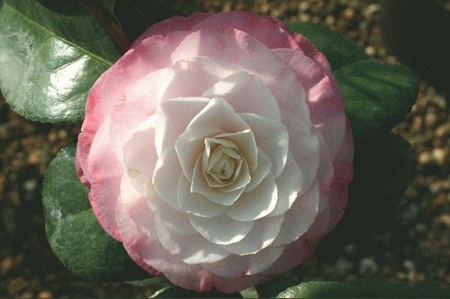 Camellia japonica desire in - ,
