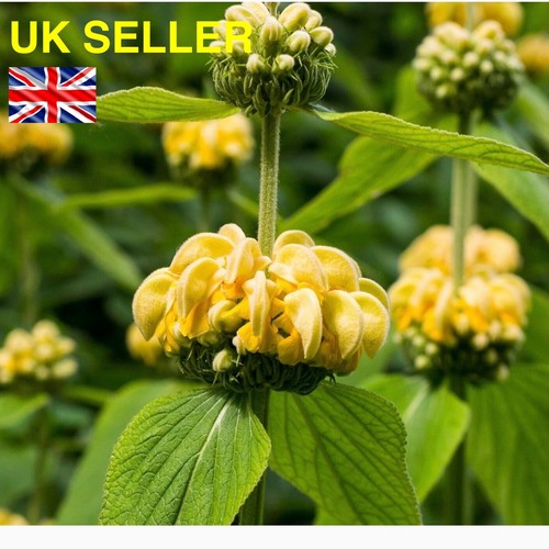 Plant phlomis russeliana 1 - russeliana,