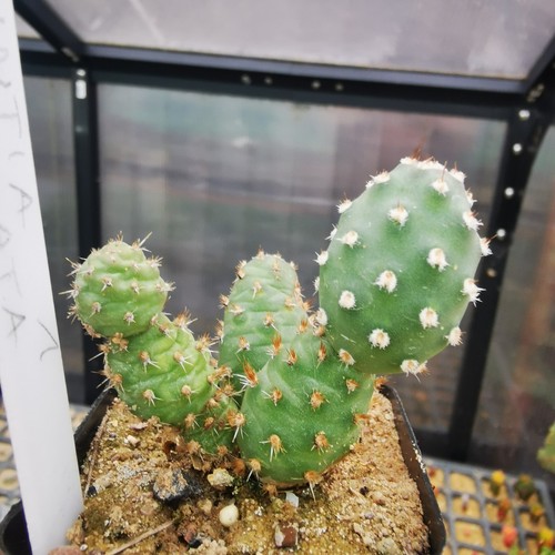 Opuntia fragilis denudata - opuntia,