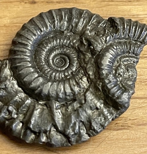 Golden pyrite ammonite fossil - pyrite,