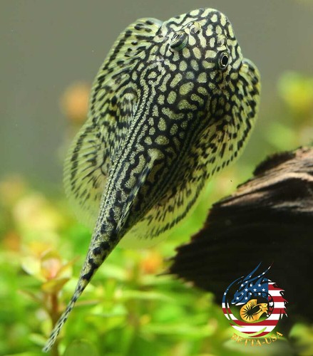 Pack striped butterfly - 2,