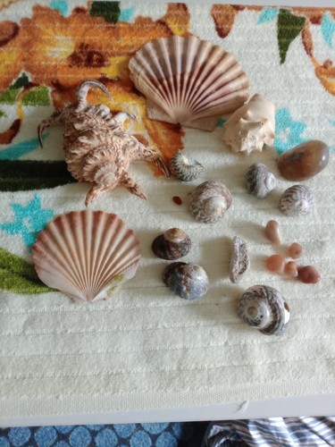 Assorted sea shells scallop - assorted,