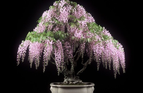 Pink wisteria bonsai tree - pink,