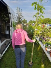 Wisteria Purple Flowering