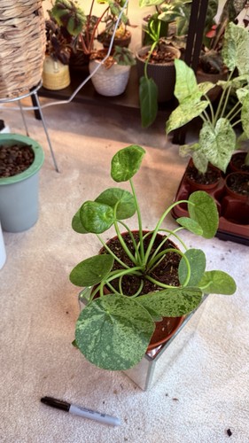 Pilea mojito chinese - mojito,,