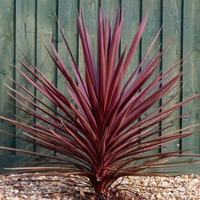 Cordyline Torbay Red - Cabbage Palm | Ornamental Indoor House Plant in 9cm Pot
