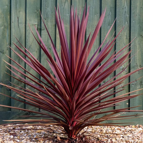 Cordyline torbay red cabbage - cordyline,