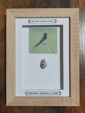 Framed British Birds Eggs Barn