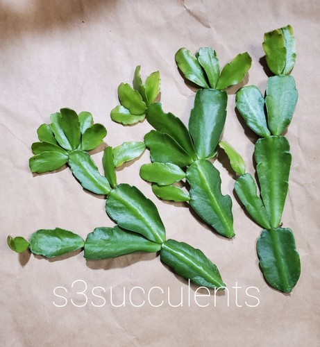 Cuttings true christmas - 3,