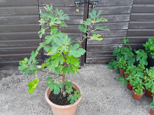 Ficus carica all year - carica, ‘all