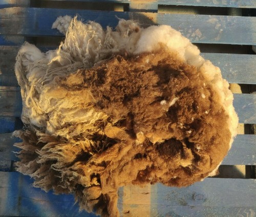 Whole lambs fleece brown - whole,