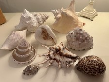 Seashells Assorted