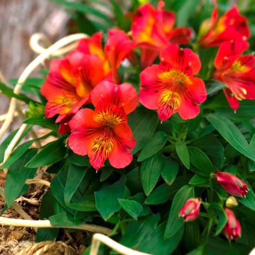 Alstroemeria colorita kate - alstroemeria,