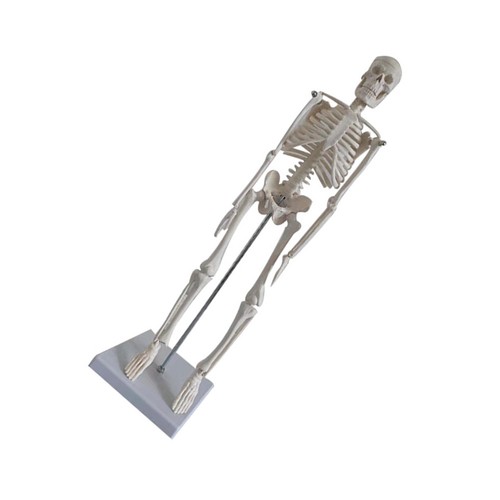 Human skeleton model - human,