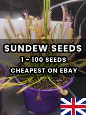 Carnivorous Plant Drosera