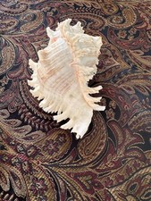 Large Ramosus Ramose Murex