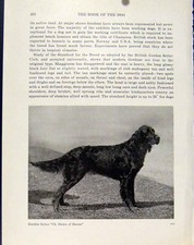 Original Old Antique Print