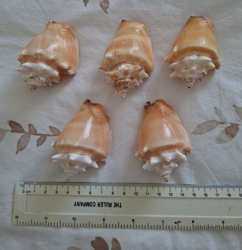 Fighting conch shells - fighting,