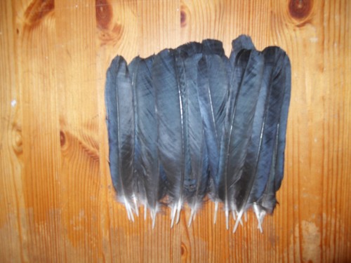 Crow tail feathers fly - 20,