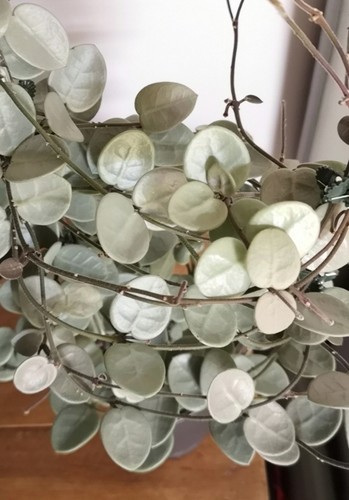 Hoya mathilde grey fairy - 'grey, fairy'