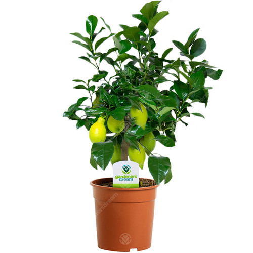 Citrus lemon plant - plant, house