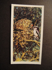 BROOKE BOND PG TIPS BRITISH BIRDS FRANCES PITT SERIES #10 LONG TAIL TIT