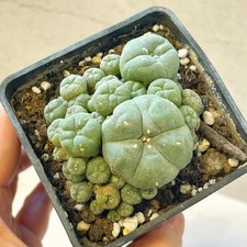 LW Succulents, Multi headed